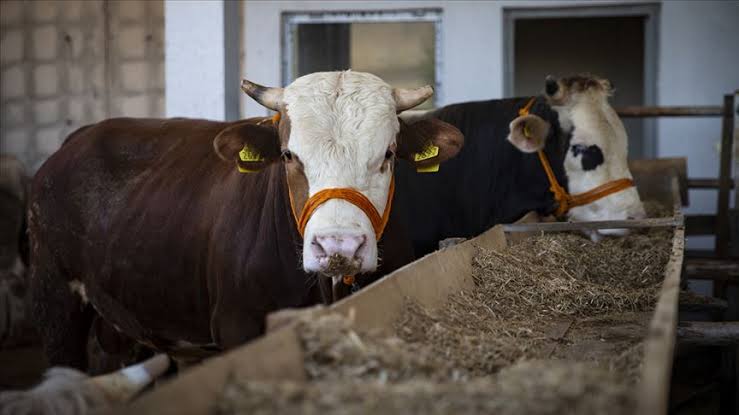 Kurban Kavramı ve Kurban Bayramı Takvimi